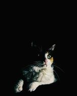 Cute, colorful and beautiful cat, in light, among the darkness