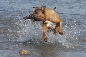 dog playing with a stick on the shore of a pond