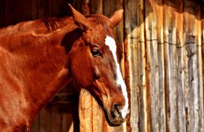 cute charming Horse Brown Portrait