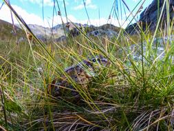 Frog Grass
