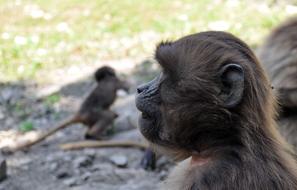 fluffy monkeys at the zoo