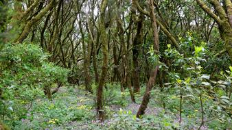 large tree roots in the forest