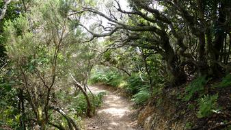 The road through the trees