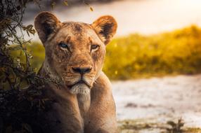 charmingly cute Lioness