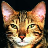 Tomcat, face of Bengal Cat