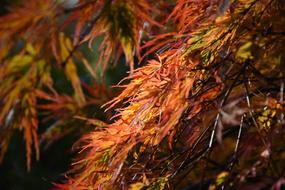 autumn landscape with feathers