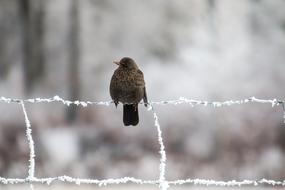 Blackbird Winter frost fence