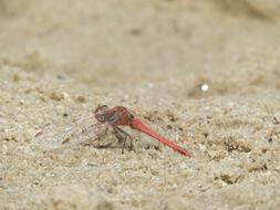 red Dragonfly rests on ground