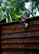 cat jumping over a wooden fence