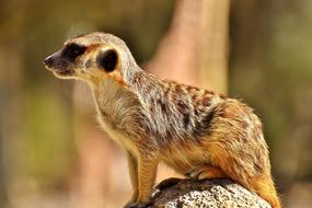 Cute Meerkat Curious