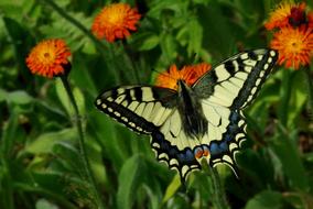 Big butterfly on flowers landscape