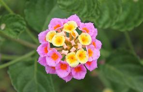 flowers on a bush landscape