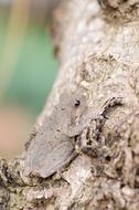 Oak tree animal frog