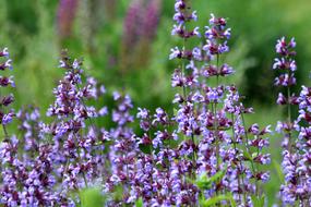 Purple flowers are a beautiful summer