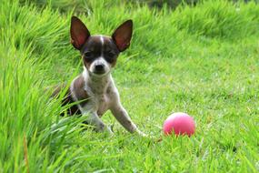 Pooch Dog and pink Ball