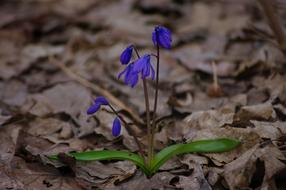 small flowers with green leaves