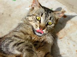 Cat Eyes and Tongue