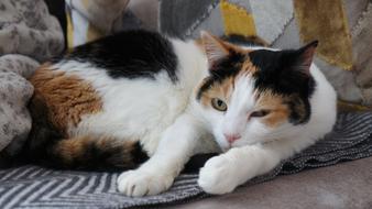 Cat Tortoiseshell
