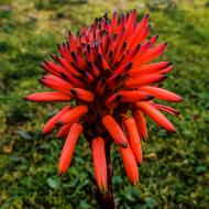 Flower Orange