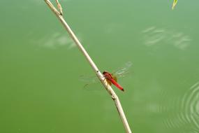 Dragonfly Red Insect green water
