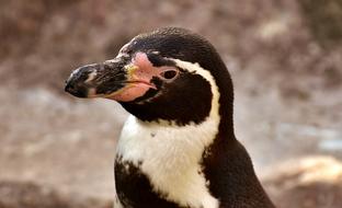Penguin Animal head