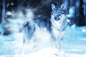 Beautiful and colorful wolf, in the snow, in the winter