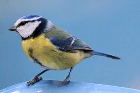 Bird Blue yellow Tit