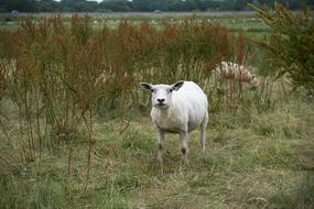 white Sheep Animal green grass