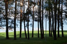 Trees Nature Landscape