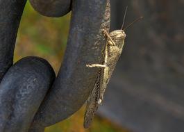grey Grasshopper Insect on metal chain