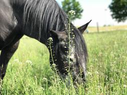 black horse in the grass