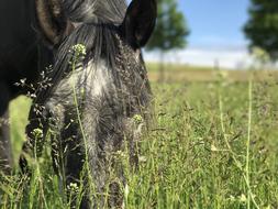 a beautiful horse in the grass