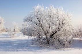 snowy white tree in a field