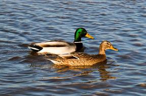 Beautiful and colorful, shiny ducks on the water with ripple