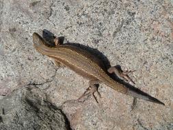 Close-up of the colorful and beautiful, patterned lizard on the rock, in light