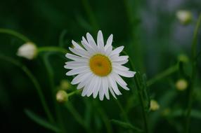 white daisy on green grass