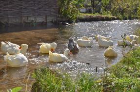 ducks white beautiful water