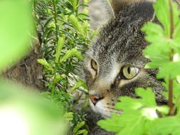 green cat's eyes in the thicket