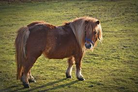 Cute and beautiful, brown and white Shetland pony, on the colorful grass, in light