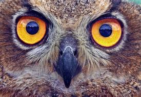 Owl Eyes orange