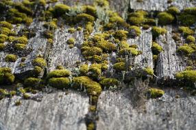 Wood Weathered Moss green