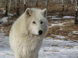 Portrait of the cute, and beautiful, fluffy, white Arctic wolfdog, on the snow, near the colorful trees