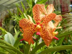 orange orchid with leaves
