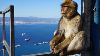 a monkey on the background of the sea