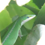 Reptile Lizard Green wildlife