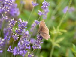 brown butterfly is sitting on purple lavender