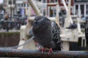 Pigeon-Resting Bird