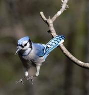 Blue Jay Bird close-up on blurred background