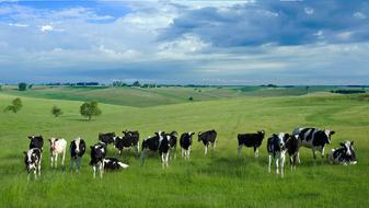 a herd of cows on the green grass under the clouds