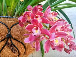 Nature pink leaves green pot